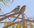 /album/photogallery/yellow-billed-shrikes-jpg/
